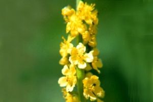 agrimony