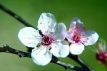 cherry plum