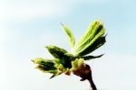 chestnut bud