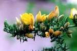 gorse