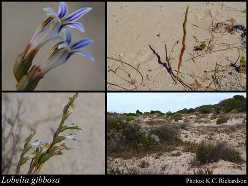 Lobella Gibbosa