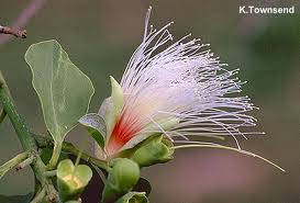 Planchonia Careya