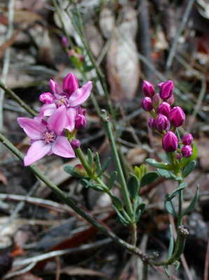 Boronia Ledifolia fiore