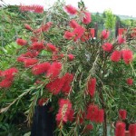 Callistenon Linearis