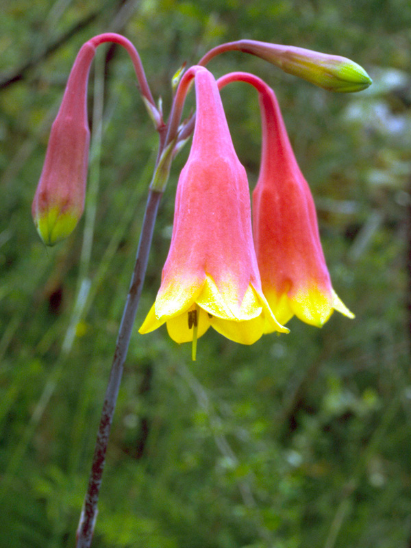 Blandfordia Nobilis