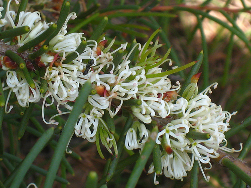 Hakea Teretifolia