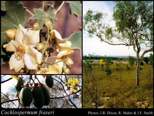 Cochlospermum Fraseri