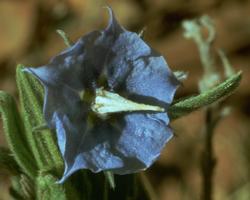 Blu Bell immagine