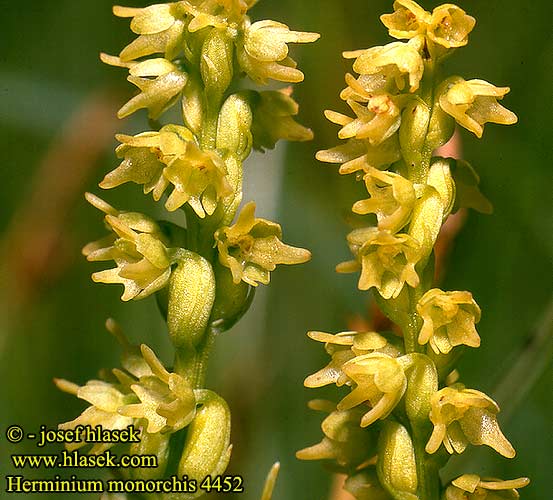 herminium monorchis