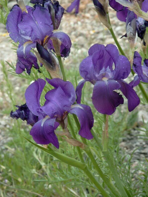 Iris Gemonensis