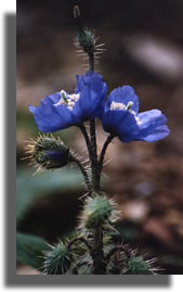 Meconopsis Horridula