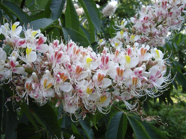 Aesculus Indica