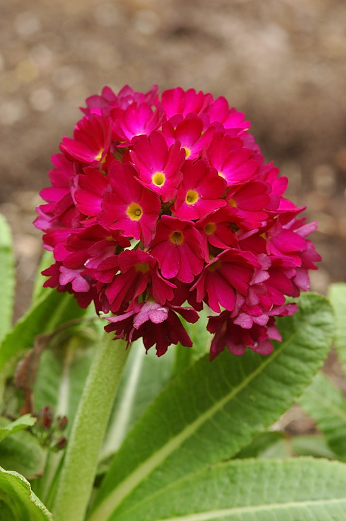 Primula Denticulata