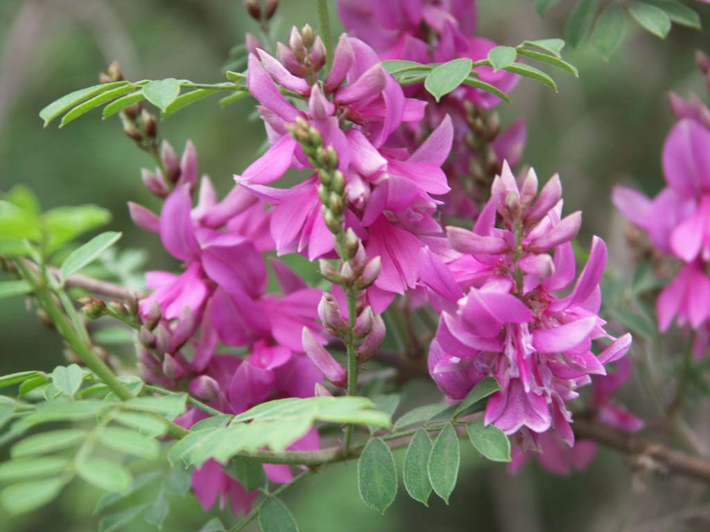 Indigofera Henterantha