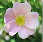 Rosa Webbiana