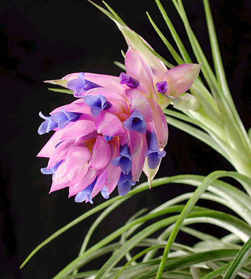 Tillandsia Stricta