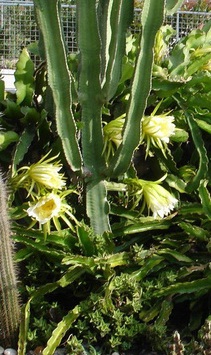 Acanthocereus Horridus