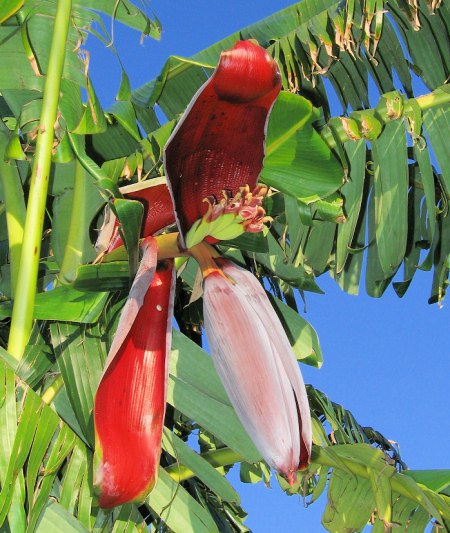 Musa Paradisiaca