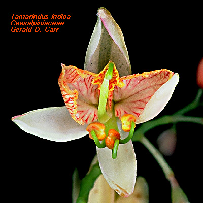 Tamarindus Indica