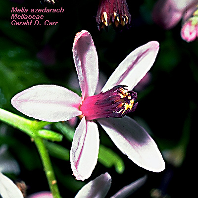 Melia Azadirachta