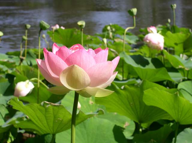 Nelumbo Nucifera