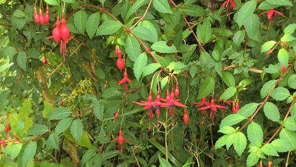 flowers in home of Edward Bach