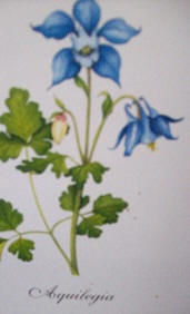 Aquilegia