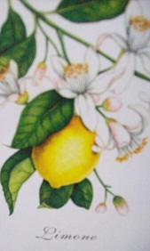 Limone