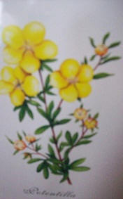 potentilla-disegno