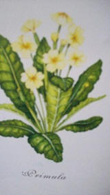 Primula-disegno