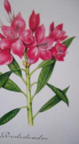 rododendro-disegno