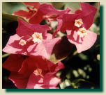 Bouganvillea