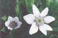 anemone biflora