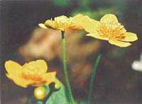 caltha palustris