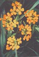 erysimum