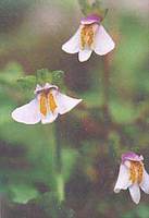 mazus surcolosus