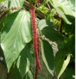 Red hot Cattail