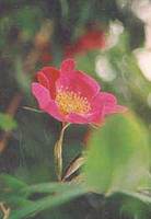 rosa webbiana