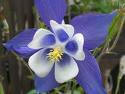 aquilegia