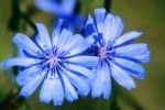 chicory