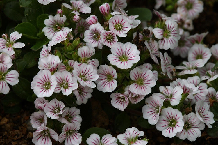 Gypsophila cerastioides