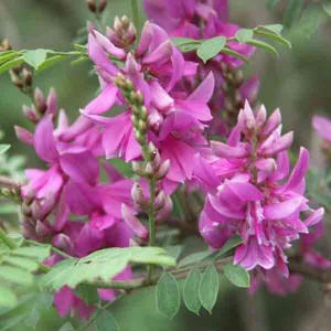 Indigofera Heterantha