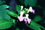 impatiens