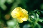 rock rose